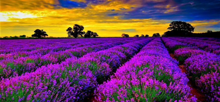 Summer top-10 flower fields in the world