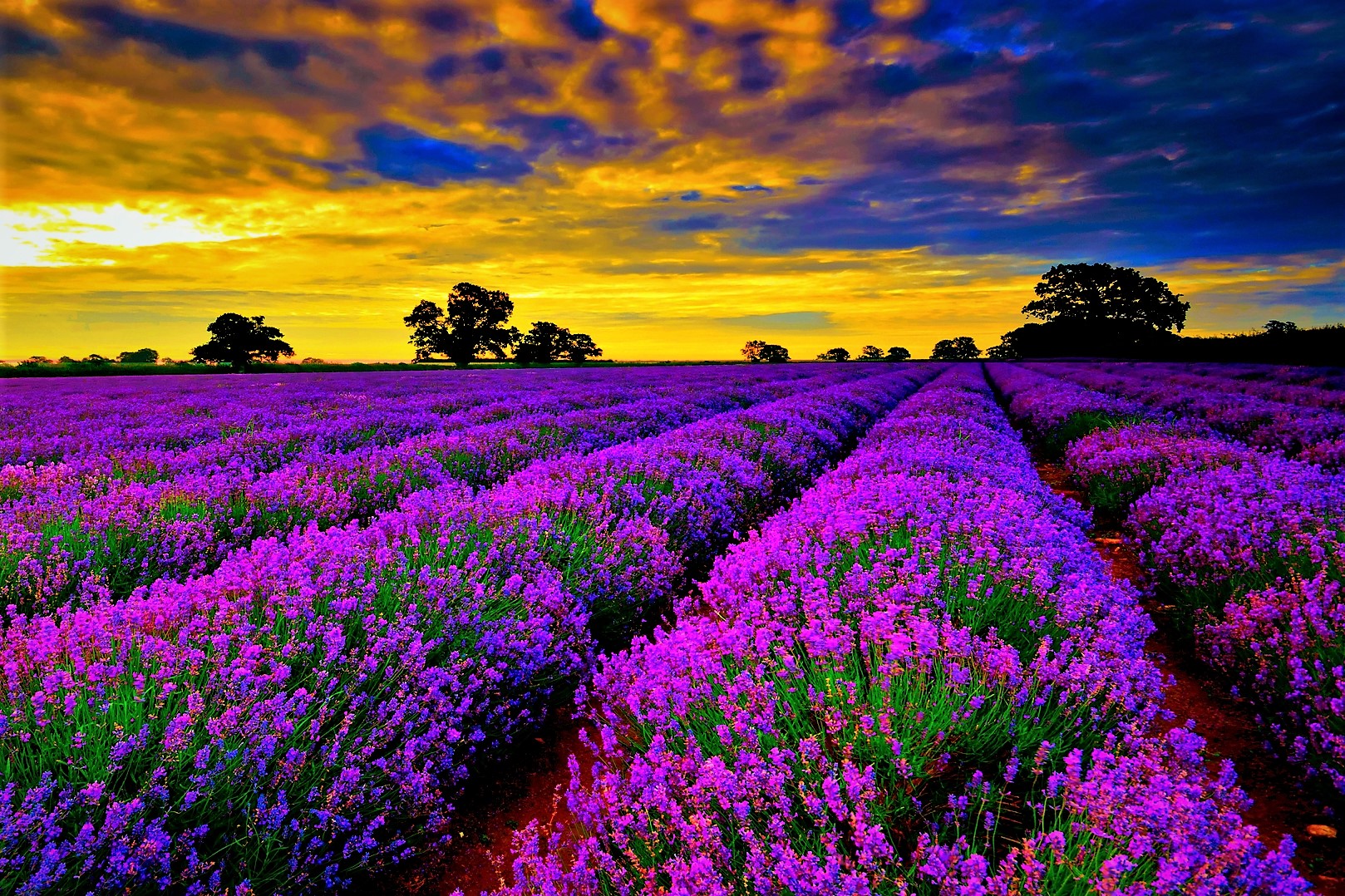 Most beautiful flower fields in Summer. Top-10 flower fields in the world.